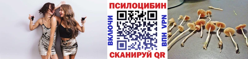 сколько стоит  Гаврилов Посад  Псилоцибиновые грибы Psilocybe 